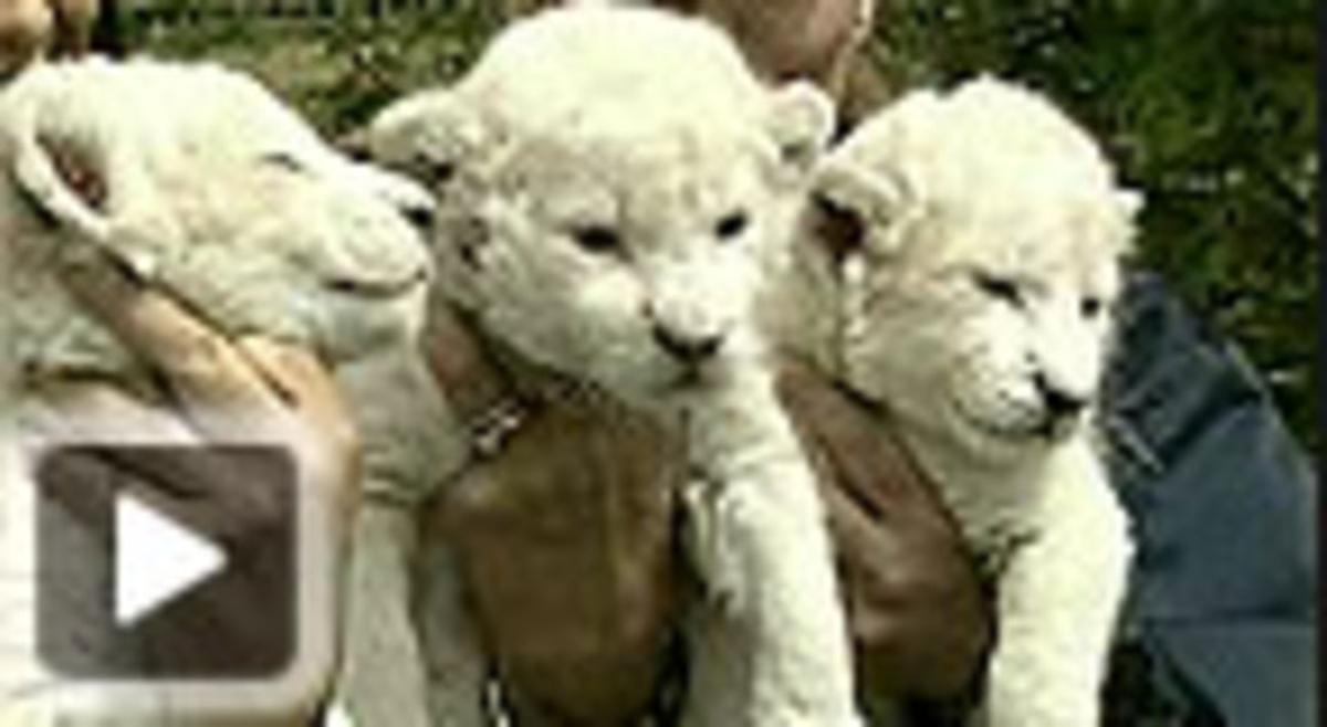 Lleons albins, nascuts en captivitat a Alemanya. Lleons albins, nascuts en captivitat a Alemanya.
