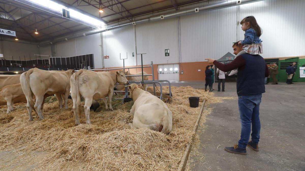 Un visitante, con su hija a corderetas, señala a unas vacas de Figan 2023.