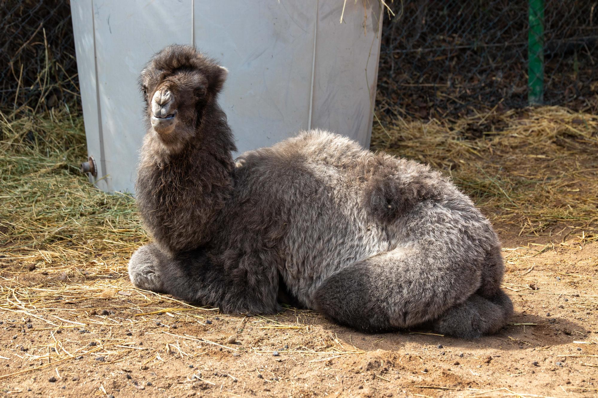 Nace el primer camello bactriano en Canarias