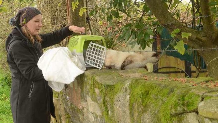 Suelta de gatos esterilizados en A Illa. // Noé Parga