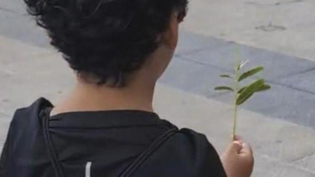 El niño de unos cuatro años iba andando y arrancando folíolos de una hoja.