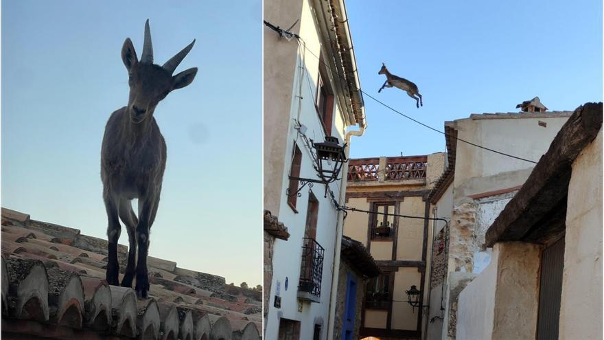 Freno a la invasión de cabras &#039;volando&#039; entre los tejados de un pueblo de Castellón: autorizan más capturas