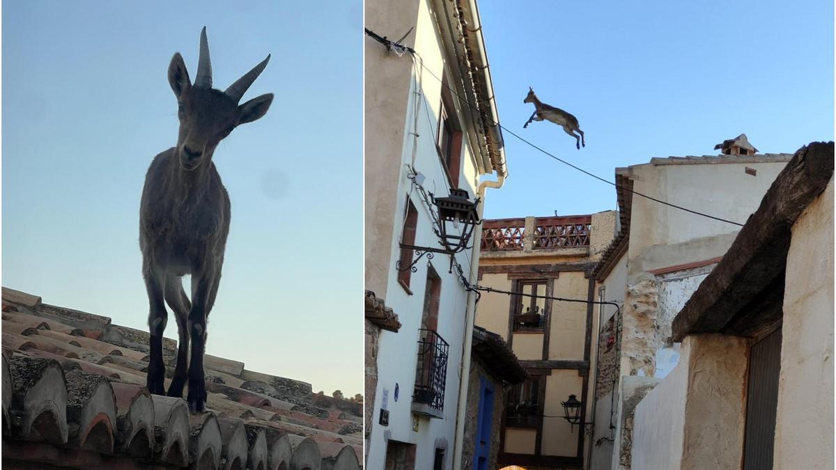 Imágenes de las cabras en Jérica
