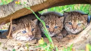 Nacen 31 cachorros de lince ibérico este año en El Acebuche y Zarza de Granadilla y consolidan la recuperación de la especie