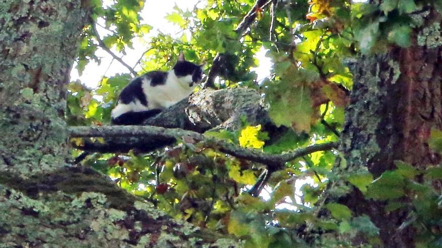 La gata Efi, antes de bajar del árbol // Marta G. Brea