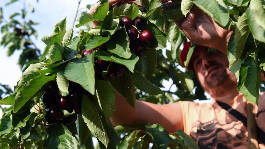 El primer agricultor llegó a Málaga a principios de noviembre.