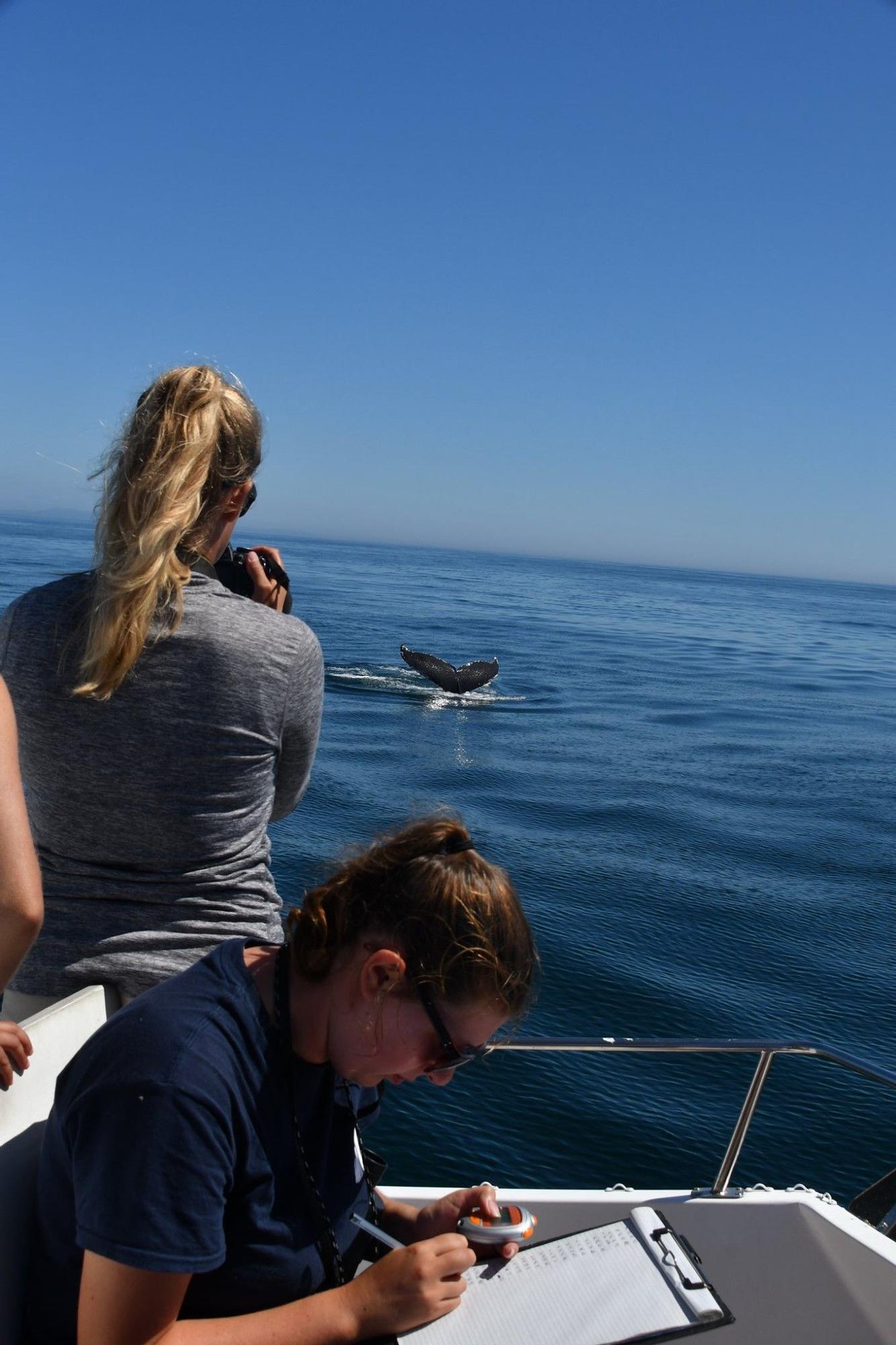 Seguimiento de mamíferos marinos desde el barco del BDRI.