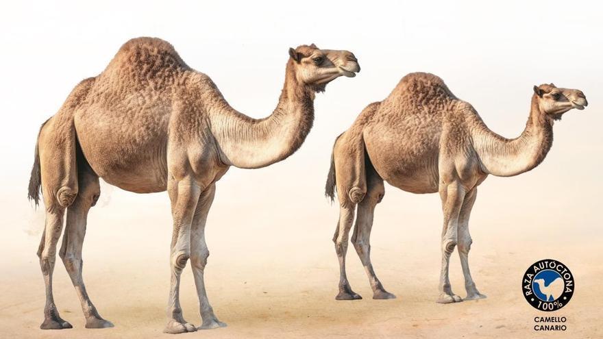 Camello canario