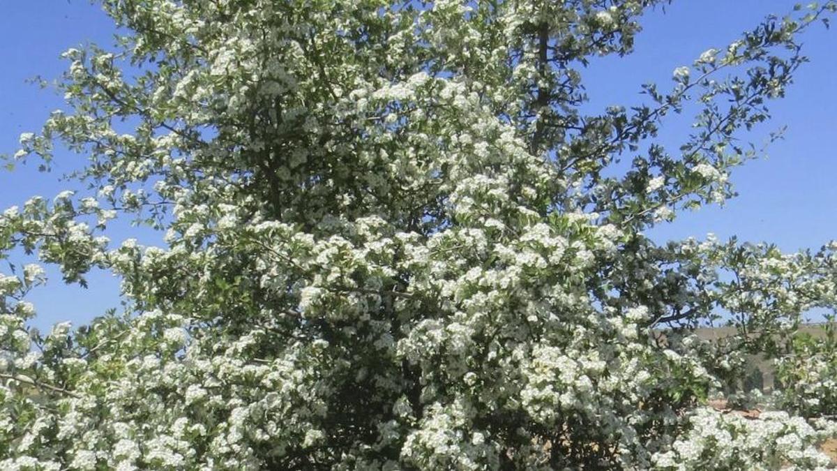 La flor del espino
