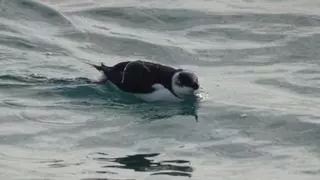 Aves parecidas a los pingüinos asombran a los vecinos del Perelló