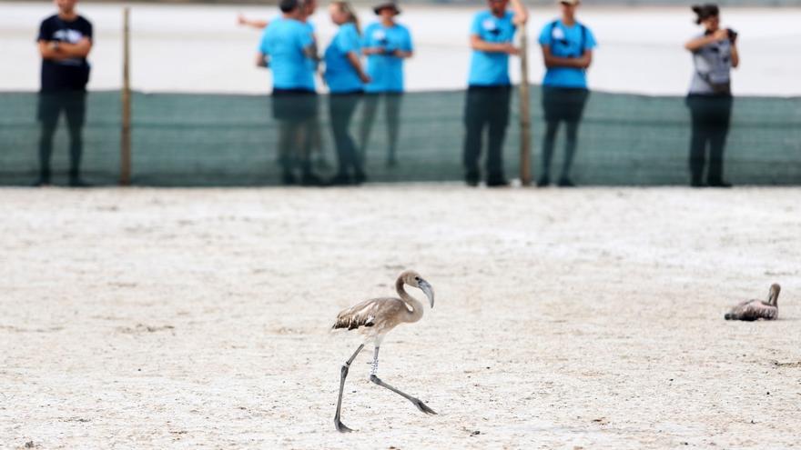 Vuelve el anillamiento de los pollos de flamenco en la Laguna de Fuente de Piedra