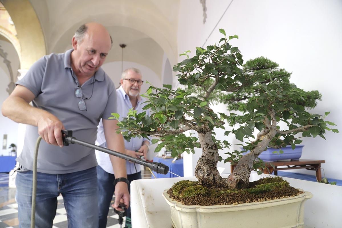 La exposición de bosáis de primavera de la Diputación de Córdoba, en imágenes