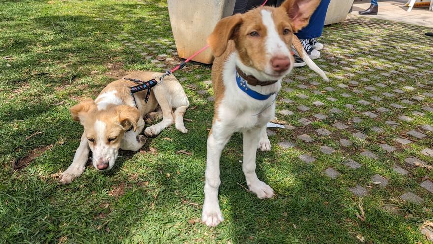 Benicàssim se vuelca con la adopción de perros y gatos