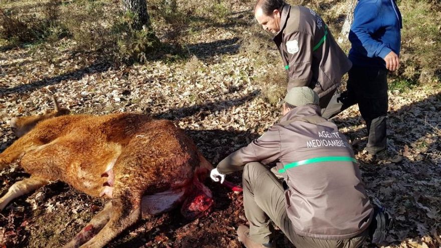 Agentes medioambientales observan la novilla muerta en Matellanes