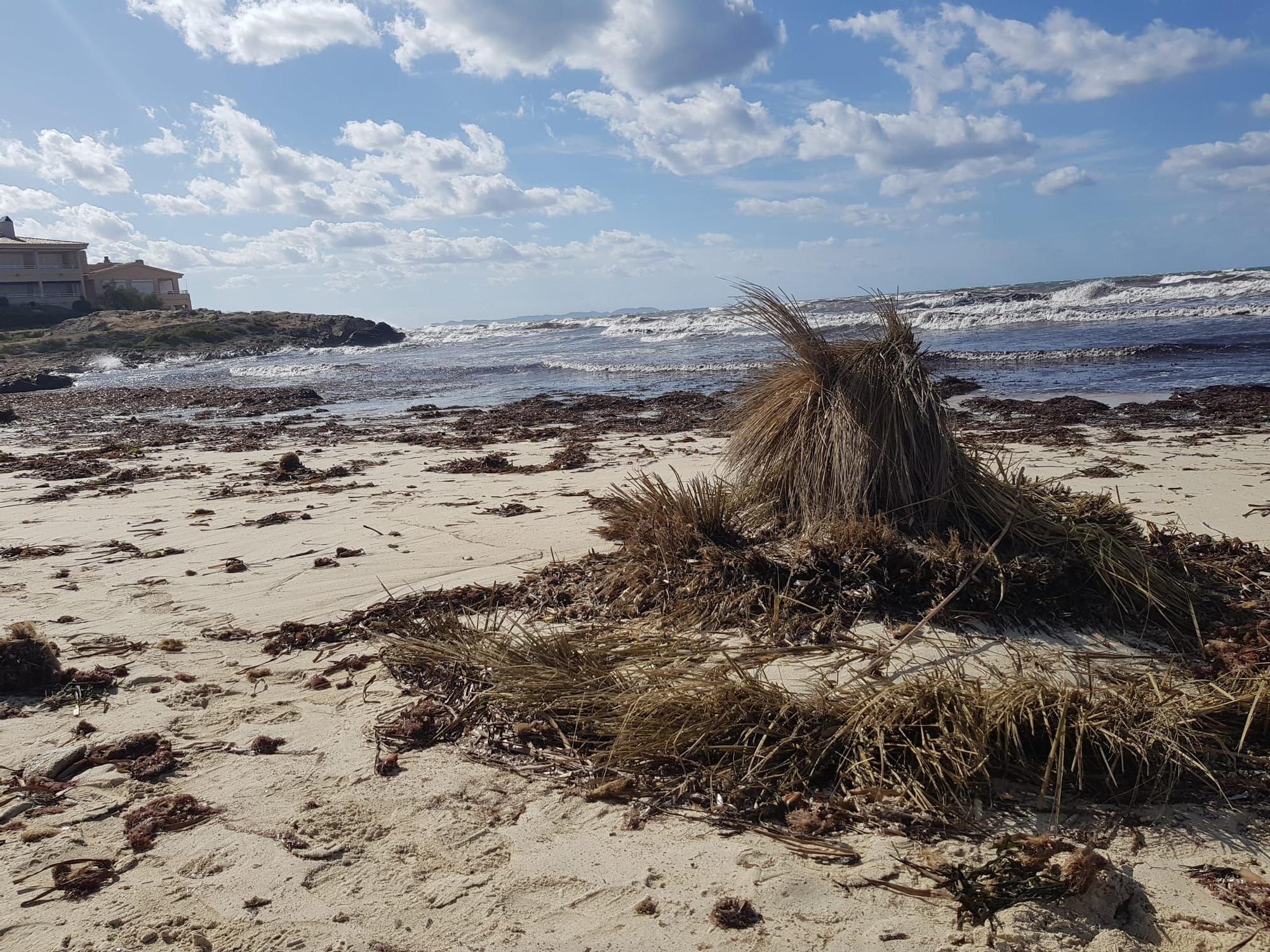La borrasca Álex destroza las sombrillas de la playa de sa Ràpita