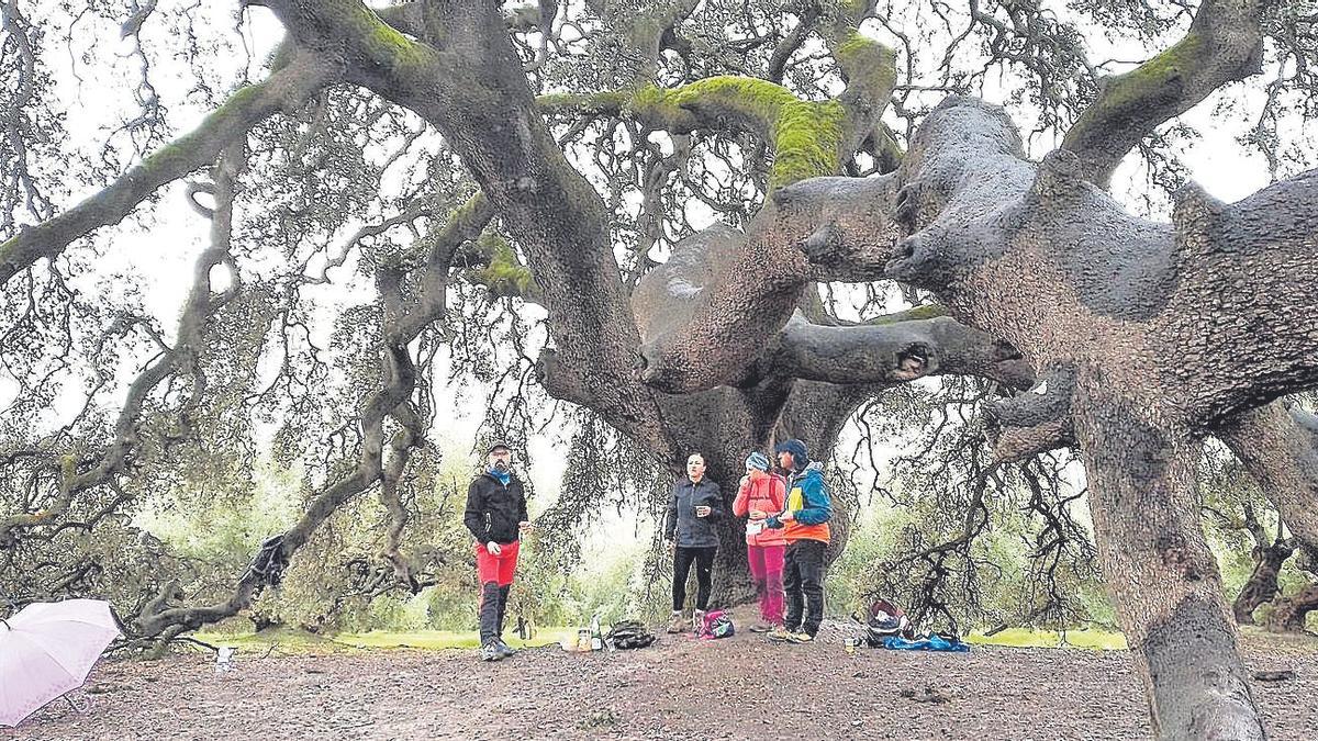 Excursionistas en la encina milenaria este mes de enero de 2021.