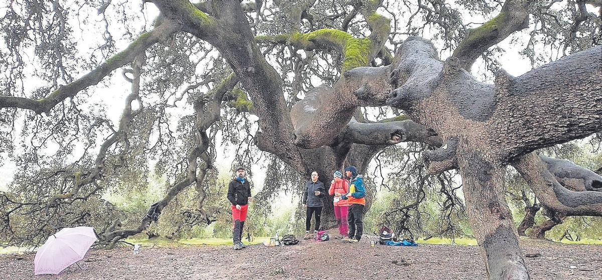 Excursionistas en la encina milenaria este mes de enero de 2021.