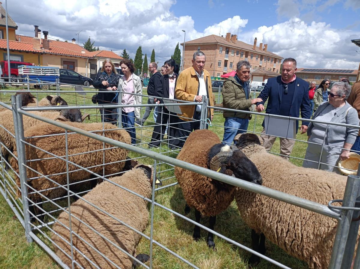 GALERÍA | La raza “Castellana”, alma y corazón del medio rural en Carbajales GALERÍA | La raza “Castellana”, alma y corazón del medio rural en Carbajales