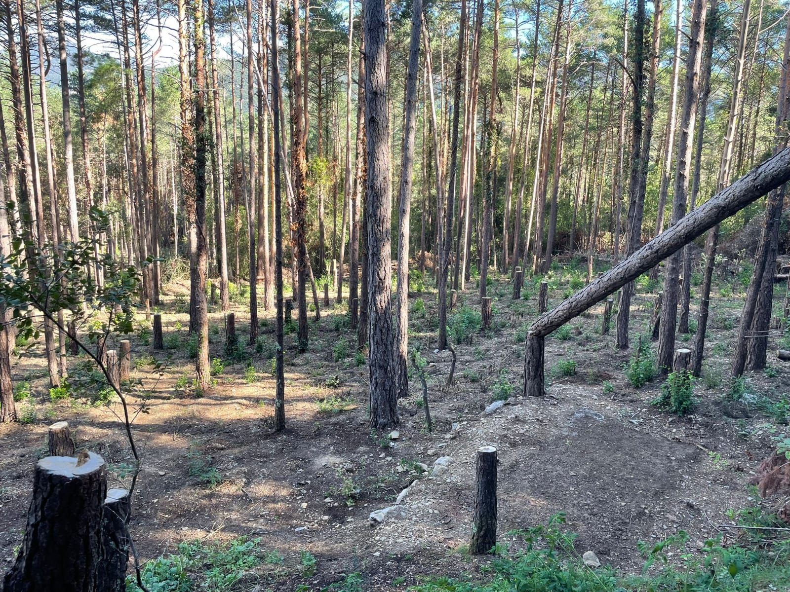 Albanyà neteja una zona on hi havia una plantació de marihuana