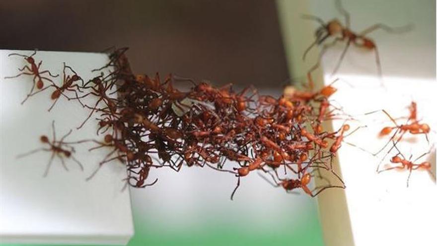 Hormigas crean un puente con su cuerpo.