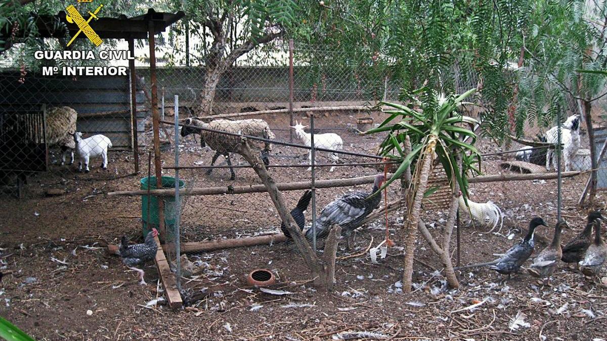 Buscan un santuario para evitar el sacrificio de decenas de animales