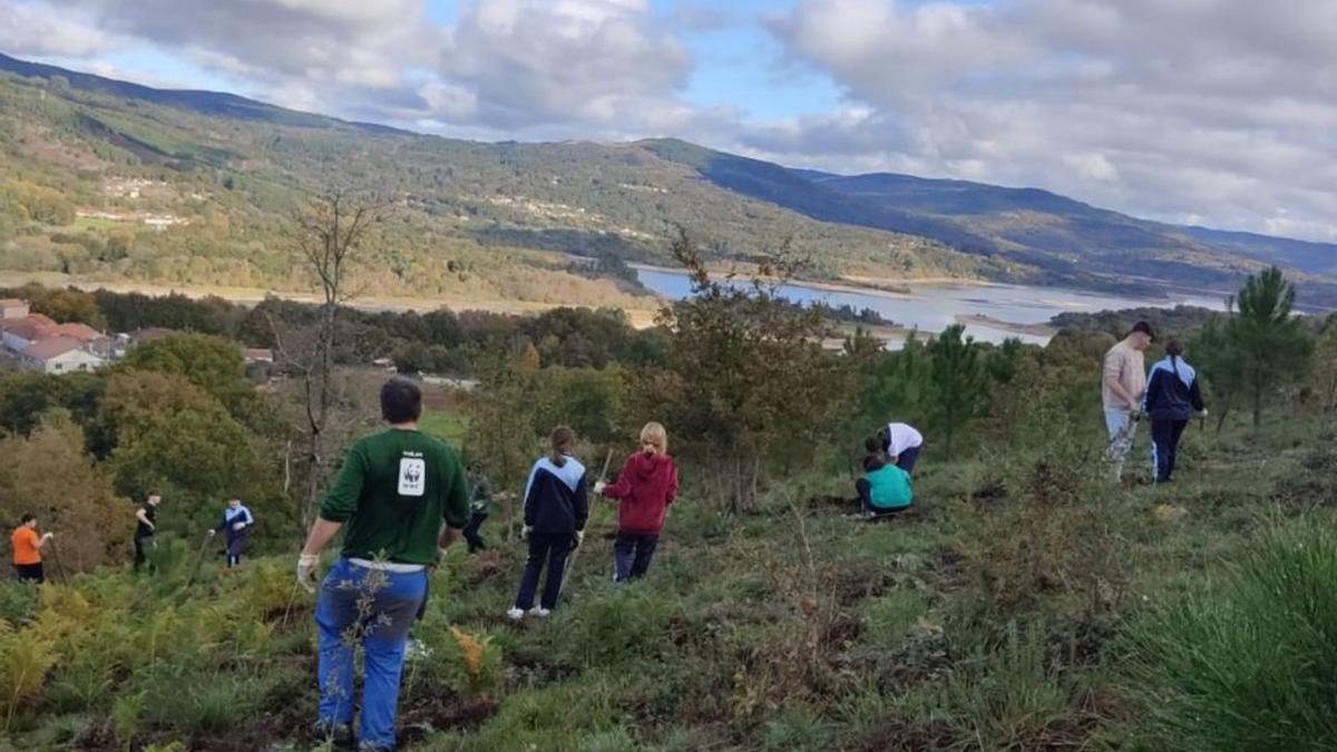 Labores de reforestación en los montes de Piñoi, Muíños.   | // FDV