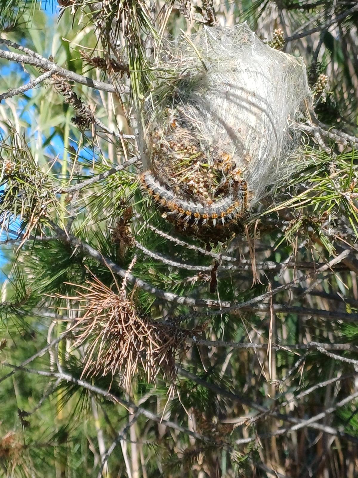 Un nido de procesionaria en Benicàssim.