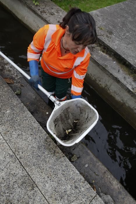 Recogen más de 75 kilos de cangrejo rojo americano en un estanque de Gijón