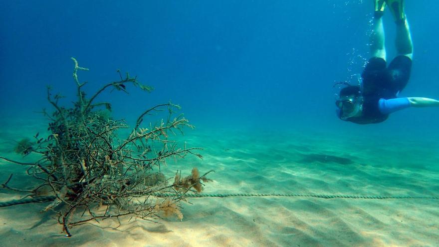 El Projecte Sèpia és una de les iniciatives dutes a terme a la costa empordanesa.