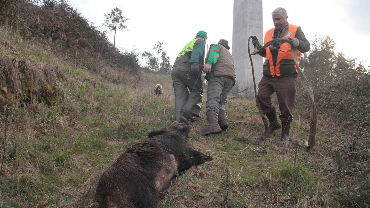 BATIDA CAZA DE JABALIES  DEBIDO A LOS DESTROZOS QUE CAUSAN EN LOS CULTIVOS (imagen de archivo).