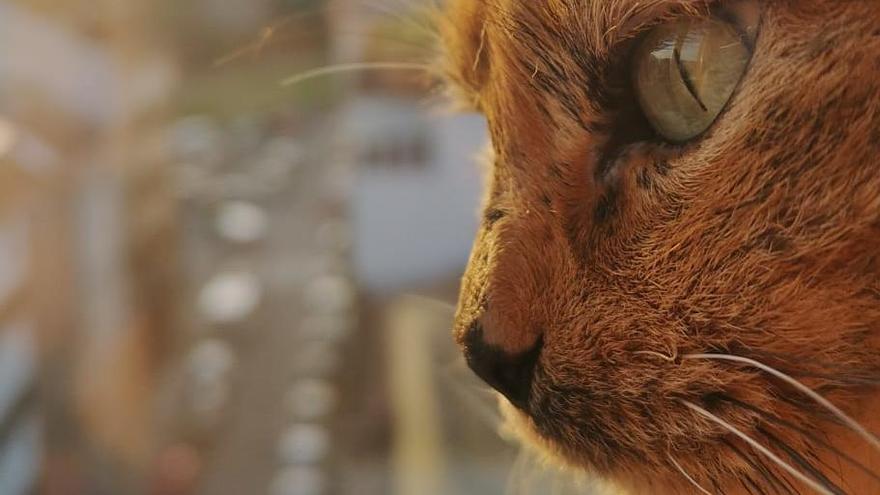 Se cae de un andamio al tratar de rescatar a su gato que se había escapado  por la ventana - Faro de Vigo