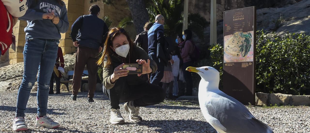 Público en las visitas teatralizadas al Castillo de Santa Bárbara