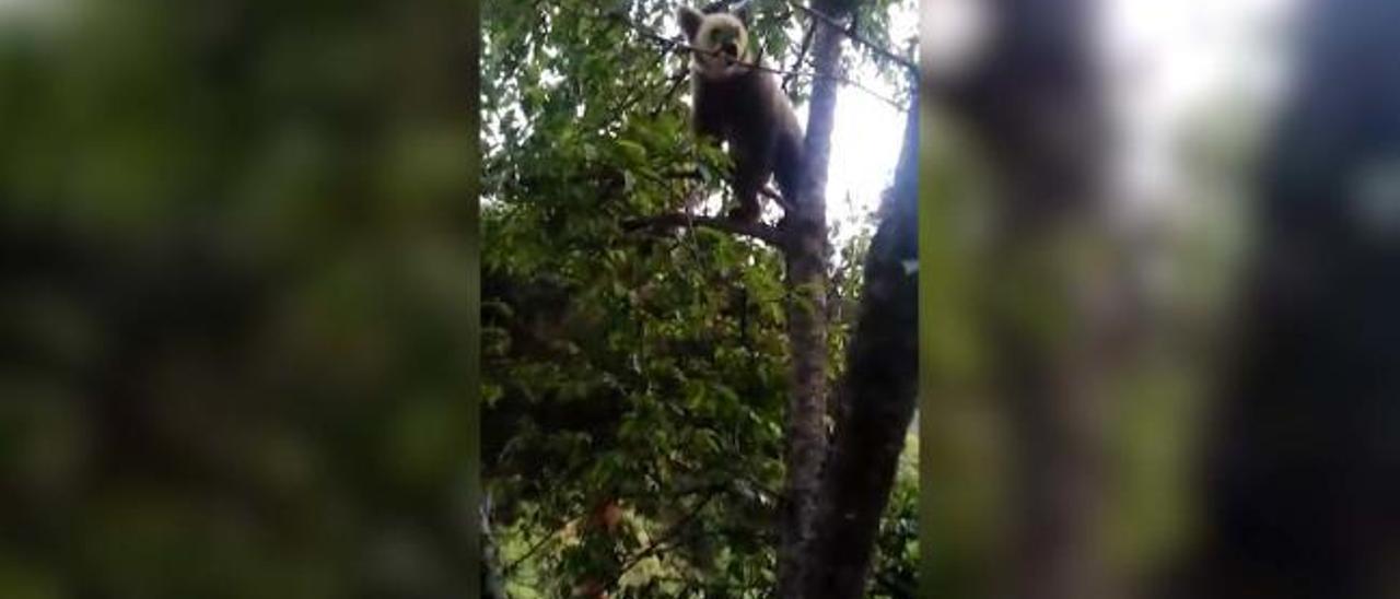 Así es "Serafín" el joven oso que se ha convertido en un vecino más de El Bao