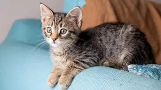 No hagas "pss, pss" para llamar a tu gato: esto es lo que debes hacer para que te haga caso, según la ciencia