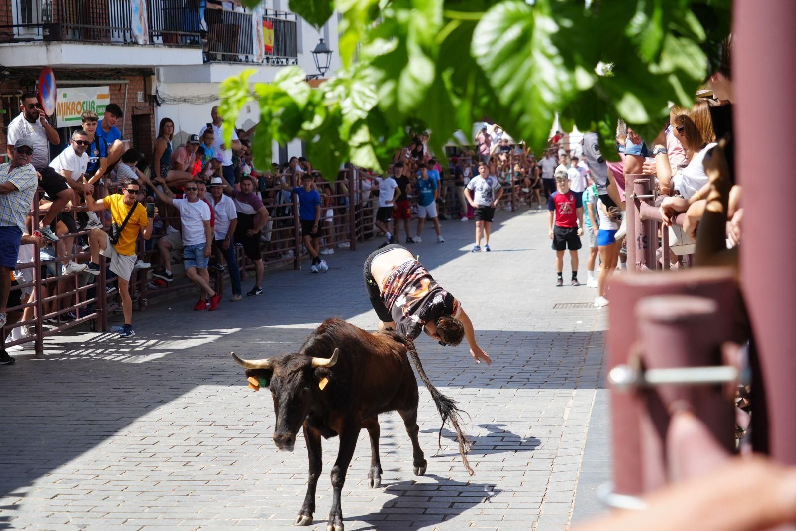 Alcaracejos vive con intensidad el inicio de sus tradicionales encierros de vaquillas
