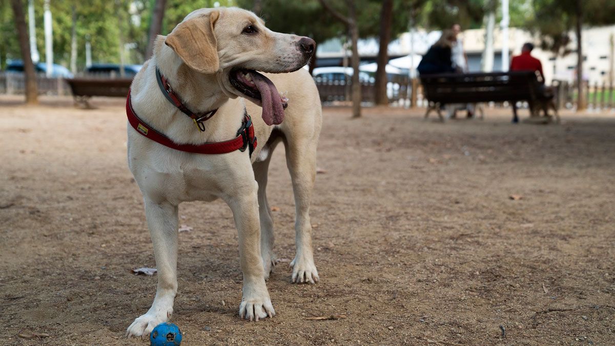 Un perro juega en un parque de Barcelona