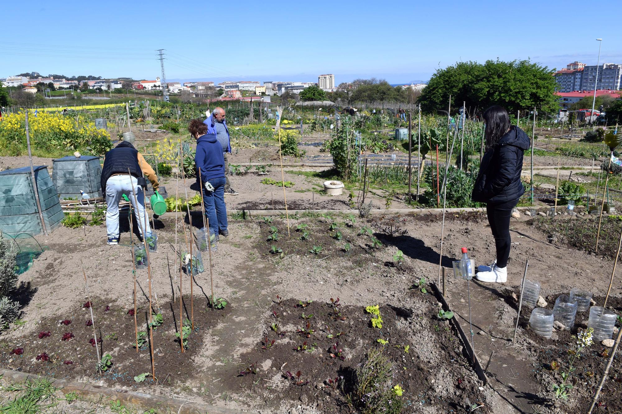 Huertos urbanos de A Coruña, un ocio saludable