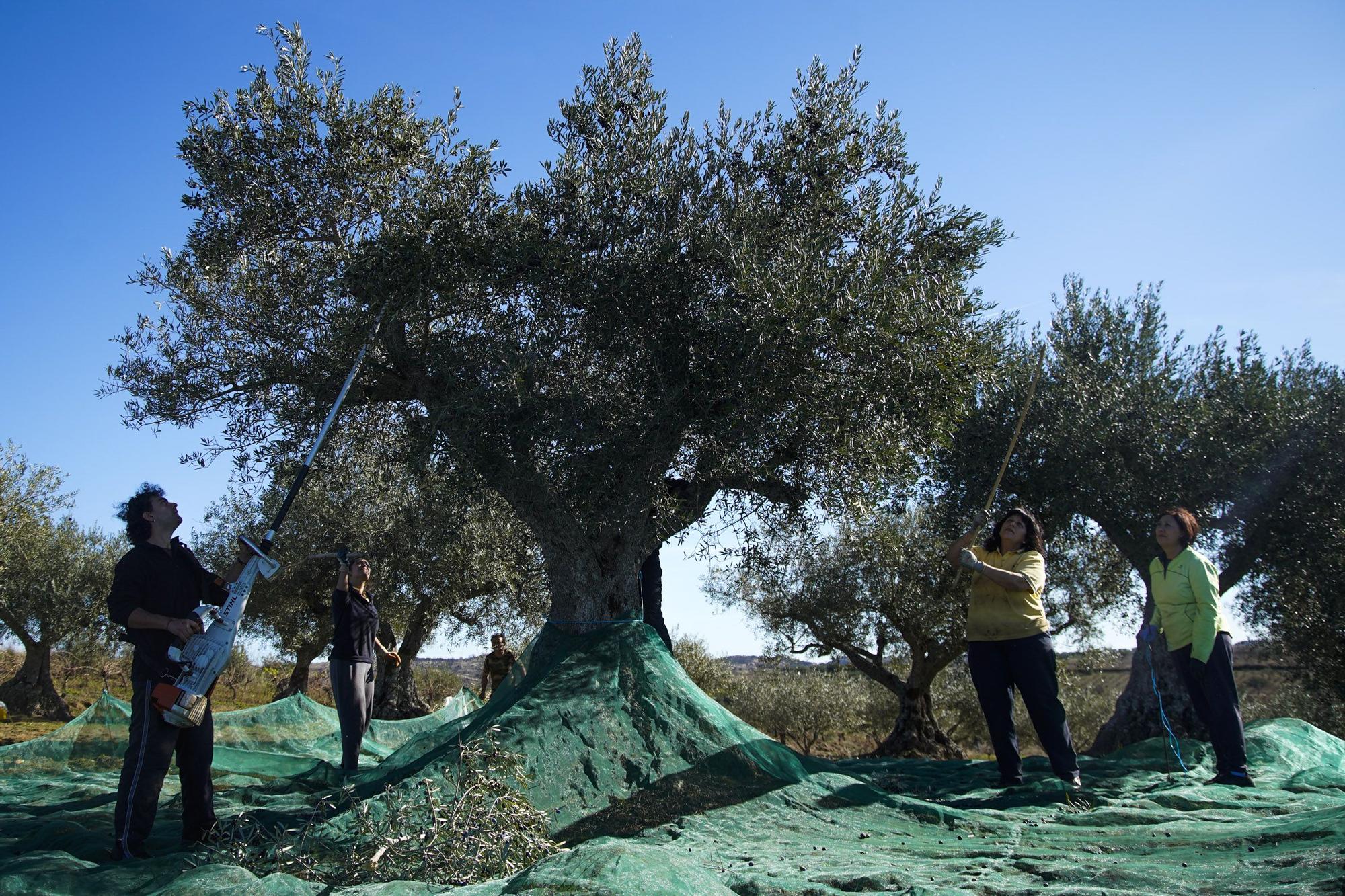 Las mejores imágenes del "cosechón" de aceitunas en Arribes