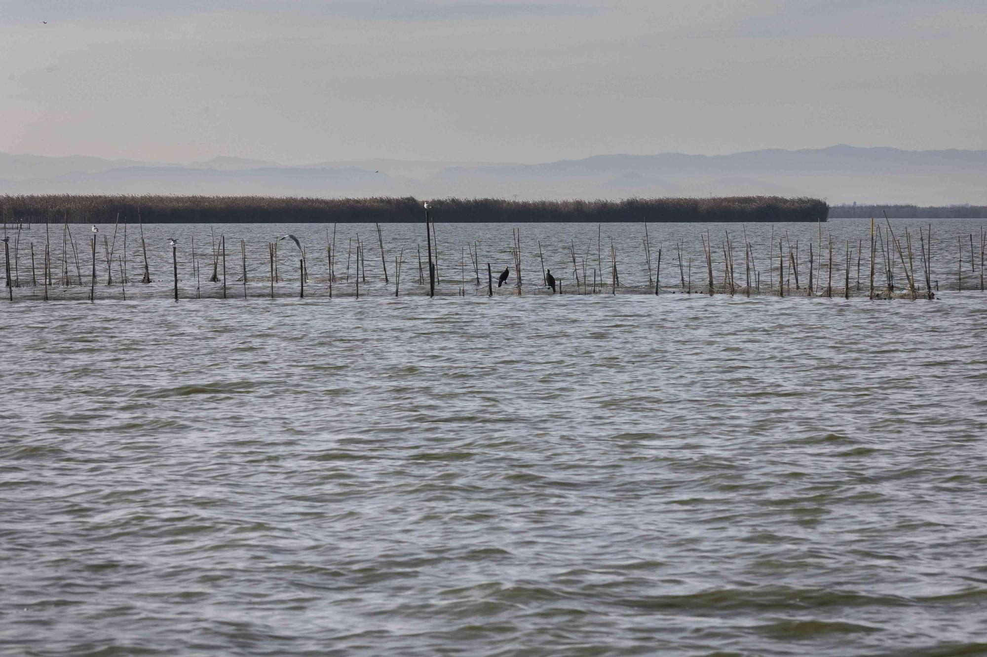 L'Albufera y su biodiversidad disfrutan de una caudal histórico