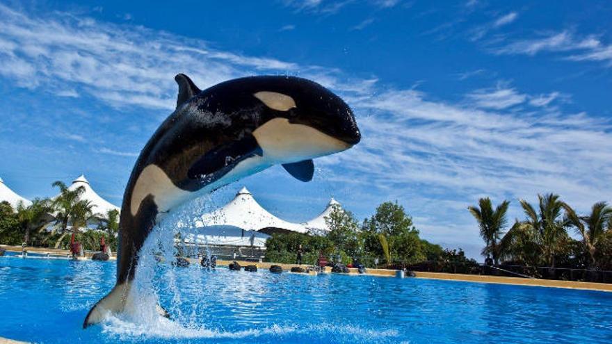 La orca &#039;Morgan&#039; en las instalaciones de Loro Parque.