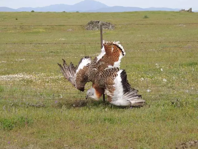 Las buenas prácticas agrarias que salvan las aves en Extremadura
