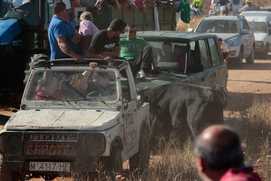 Fiestas en Zamora: Encierro en El Pego