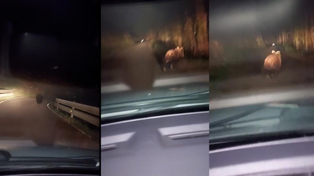 El impactante encuentro de una familia con un oso en Villayón: "No habíamos visto uno en nuestra vida"
