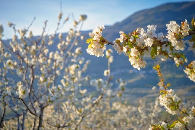 Cerezos en flor, Valle del Jerte