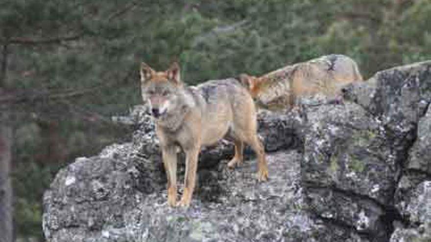 Dos lobos en plena sierra de la Culebra.