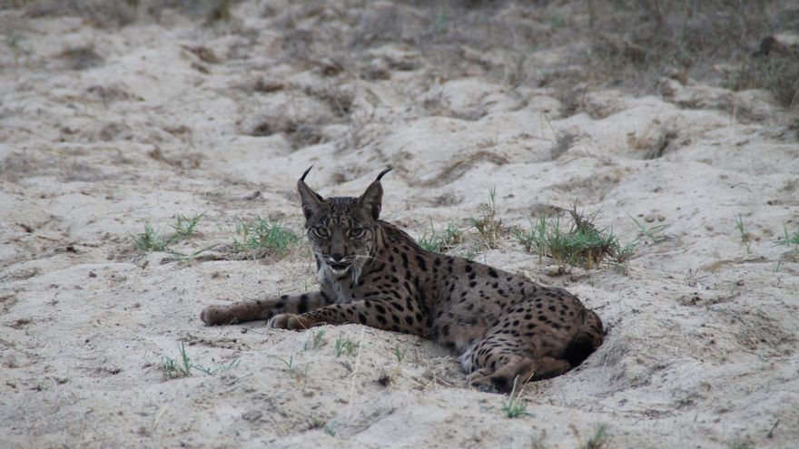ANSE alerta de la caza ilegal de varios linces en la Región
