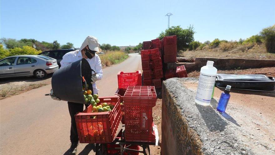 Sudáfrica dispara su producción y amenaza a la naranja de Castellón