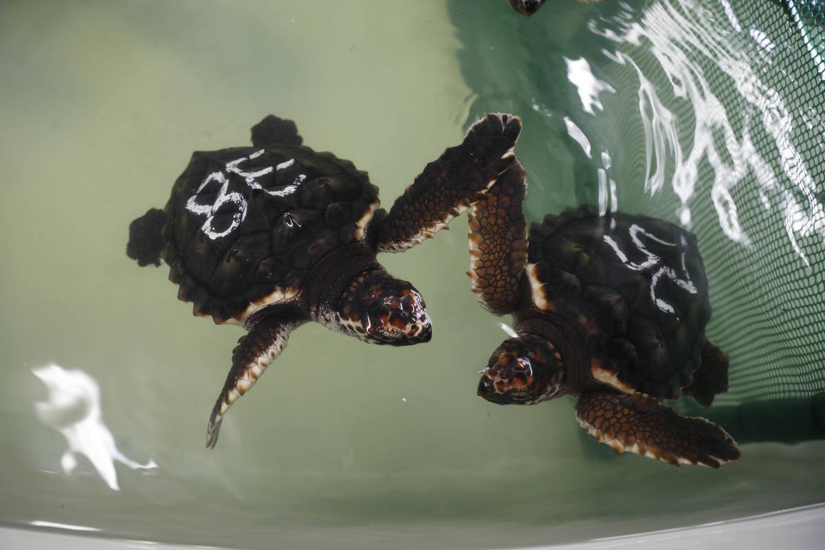 Las tortugas del Acuario de Gijón pegan el estirón