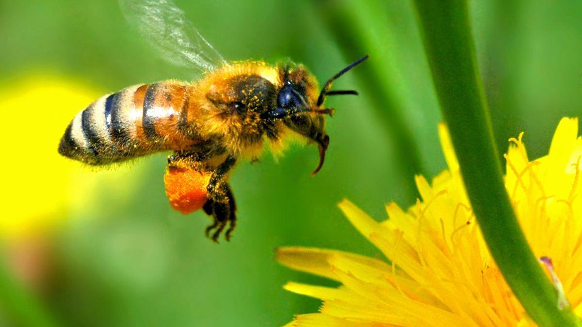 Las abejas son polinizadores fundamentales