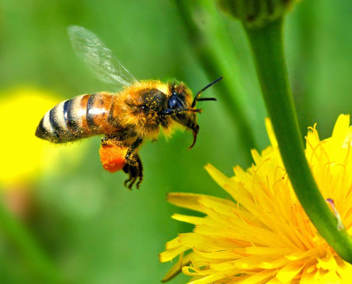 Las abejas son polinizadores fundamentales
